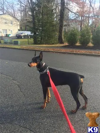 Doberman Pinscher female dog