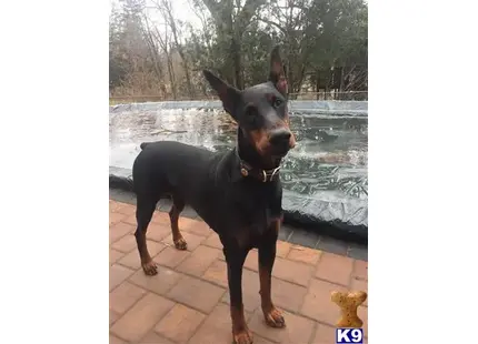 Doberman Pinscher