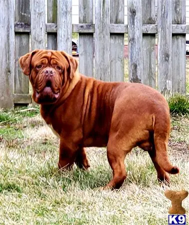 Dogue De Bordeaux