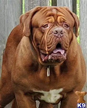 Dogue De Bordeaux stud dog