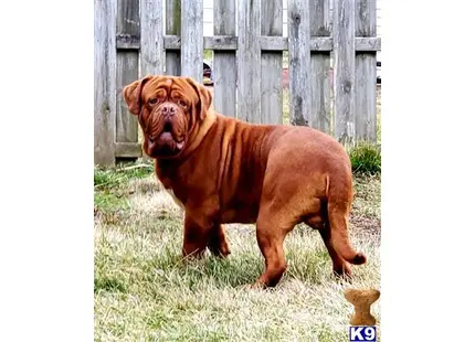 Dogue De Bordeaux