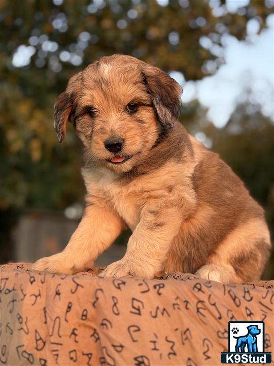 a aussiedoodle dog sitting on a sign