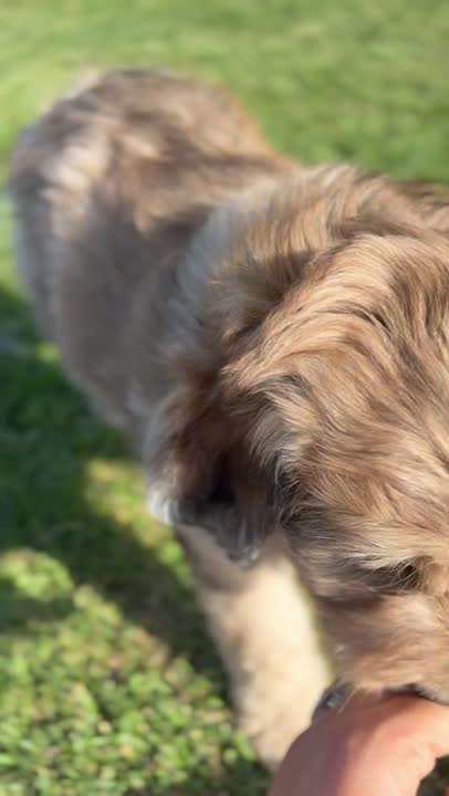 Aussiedoodle puppy for sale: Error: Operation returned an invalid status code BadRequest<br/>Stack Trace:    at Microsoft.Azure.CognitiveServices.Vision.ComputerVision.ComputerVisionClient.<DescribeImageInStreamWithHttpMessagesAsync>d__41.MoveNext()
--- End of stack trace from previous location where exception was thrown ---
   at System.Runtime.ExceptionServices.ExceptionDispatchInfo.Throw()
   at System.Runtime.CompilerServices.TaskAwaiter.HandleNonSuccessAndD