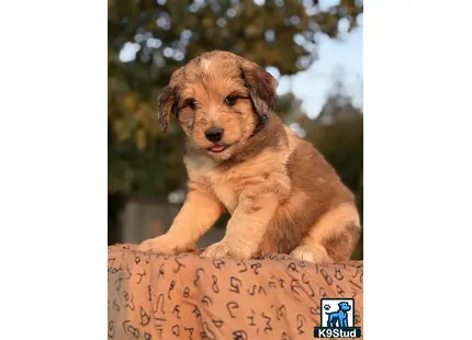 a aussiedoodle dog sitting on a sign