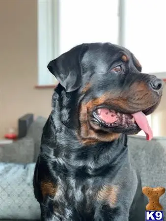 Rottweiler