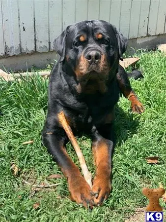 Rottweiler stud dog