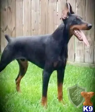 Doberman Pinscher