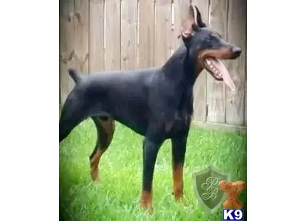 Doberman Pinscher