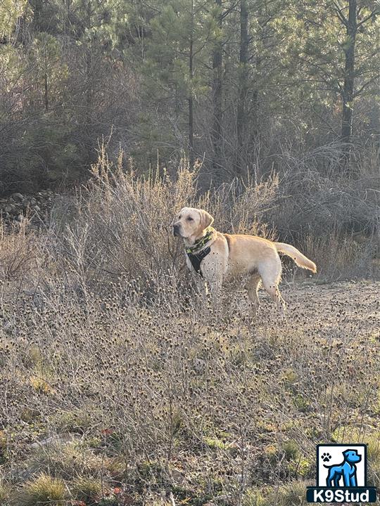a labrador retriever dog standing in a field