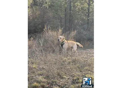a labrador retriever dog standing in a field