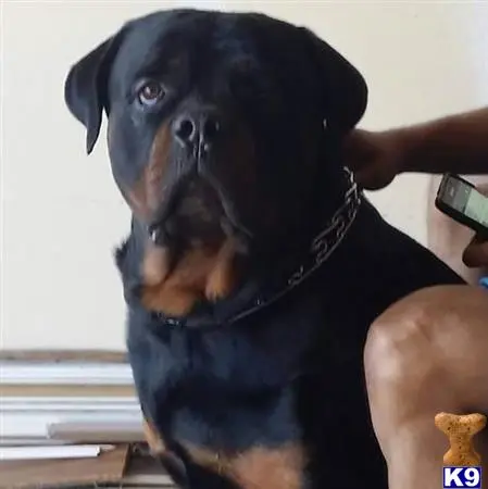 Rottweiler stud dog: a rottweiler dog wearing a blue shirt