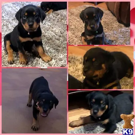 Rottweiler puppy for sale: a collage of a rottweiler dog