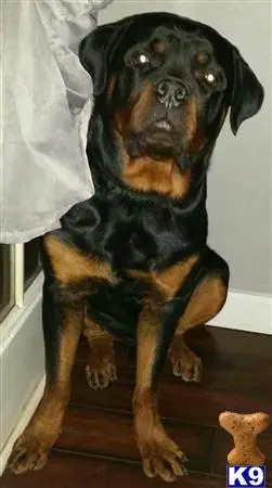 Rottweiler stud dog: a rottweiler dog wearing a black shirt