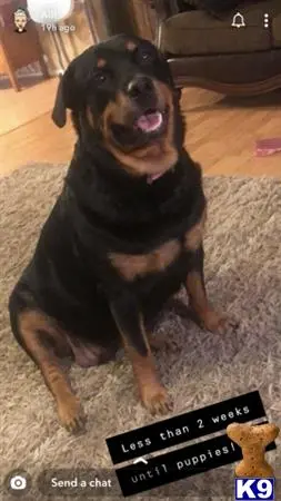 Rottweiler puppy for sale: a rottweiler dog sitting on the floor