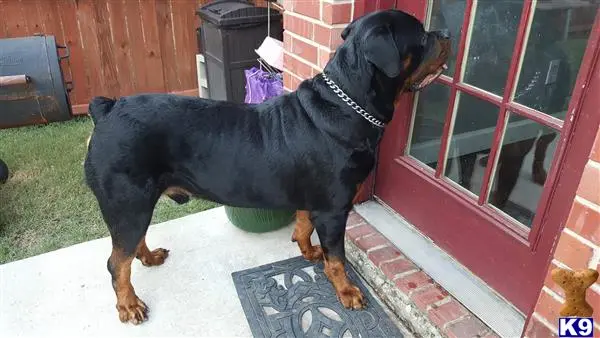 Rottweiler stud dog: a rottweiler dog standing on a brick surface