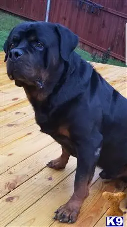 Rottweiler puppy for sale: a rottweiler dog standing on a wood deck