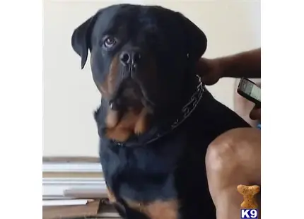 Rottweiler stud dog: a rottweiler dog wearing a blue shirt