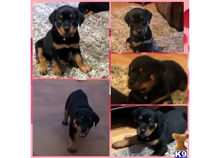 Rottweiler puppy for sale: a collage of a rottweiler dog
