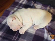 french bulldog puppy posted by larrycromwell