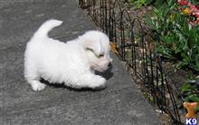 west highland white terrier puppy posted by larrydiamond242