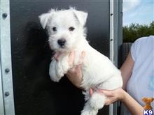 west highland white terrier puppy posted by larrydiamond242