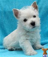 west highland white terrier puppy posted by larrydiamond242