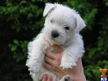 west highland white terrier puppy posted by larrydiamond242