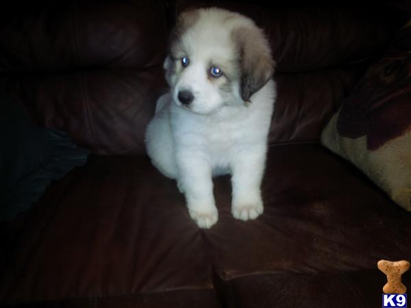 great pyrenees puppy posted by larryh