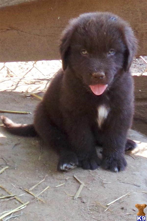 puppies for sale in mi newfoundland puppies for sale when looking for newfoundland puppies breeds picture puppies for sale in mi newfoundland puppies for sale when looking for newfoundland puppies breeds picture