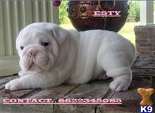 bulldog puppy posted by larrymicheal3
