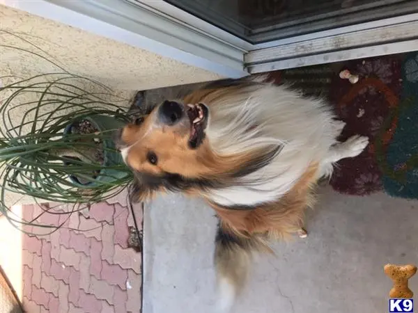 Collie stud dog