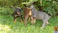 doberman pinscher puppy posted by latic