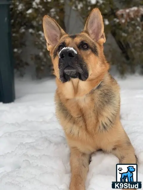 German Shepherd stud dog