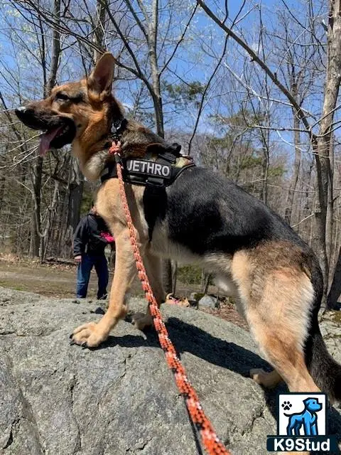 German Shepherd stud dog