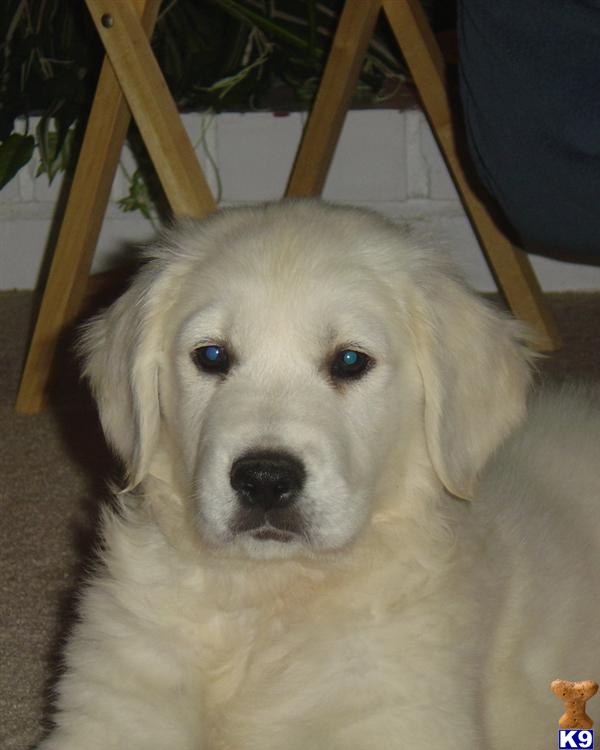 Golden Retriever puppy for sale