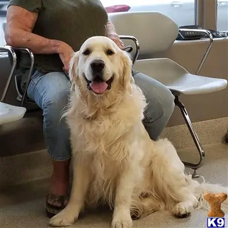 Golden Retriever stud dog