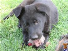 german shepherd puppy posted by laura36804