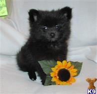 pomeranian puppy posted by laura36804