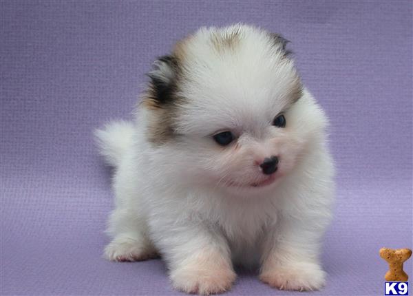 pomeranian jacksonville fl pomeranian puppies for sale in jacksonville florida fl breeds picture pomeranian jacksonville fl pomeranian puppies for sale in jacksonville florida fl breeds picture