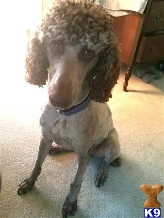 Poodle stud dog