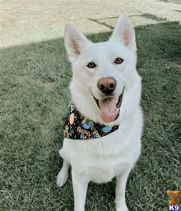 German Shepherd stud dog