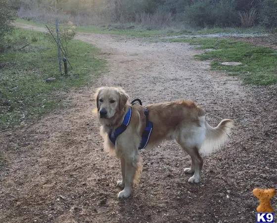 Golden Retriever stud dog