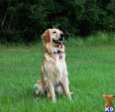 Golden Retriever stud dog