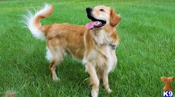 Golden Retriever stud dog