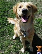 golden retriever puppy posted by lauradnicholson