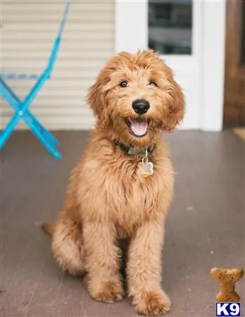 Goldendoodles stud dog