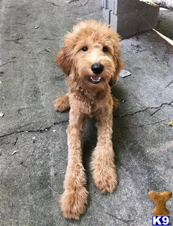 Goldendoodles stud dog