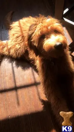 Goldendoodles stud dog