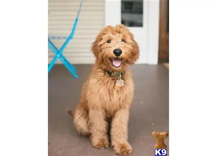 Goldendoodles