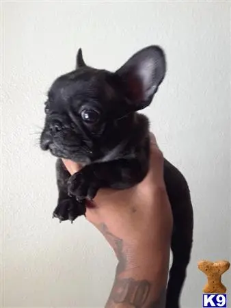 French Bulldog